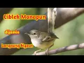 Download Lagu Ciblek Betina Memanggil Jantan || Suara Pancingan Ciblek agar Gacor
