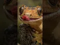 Arti mimpi melihat tokek #artimimpi #mimpi #shorts #viral