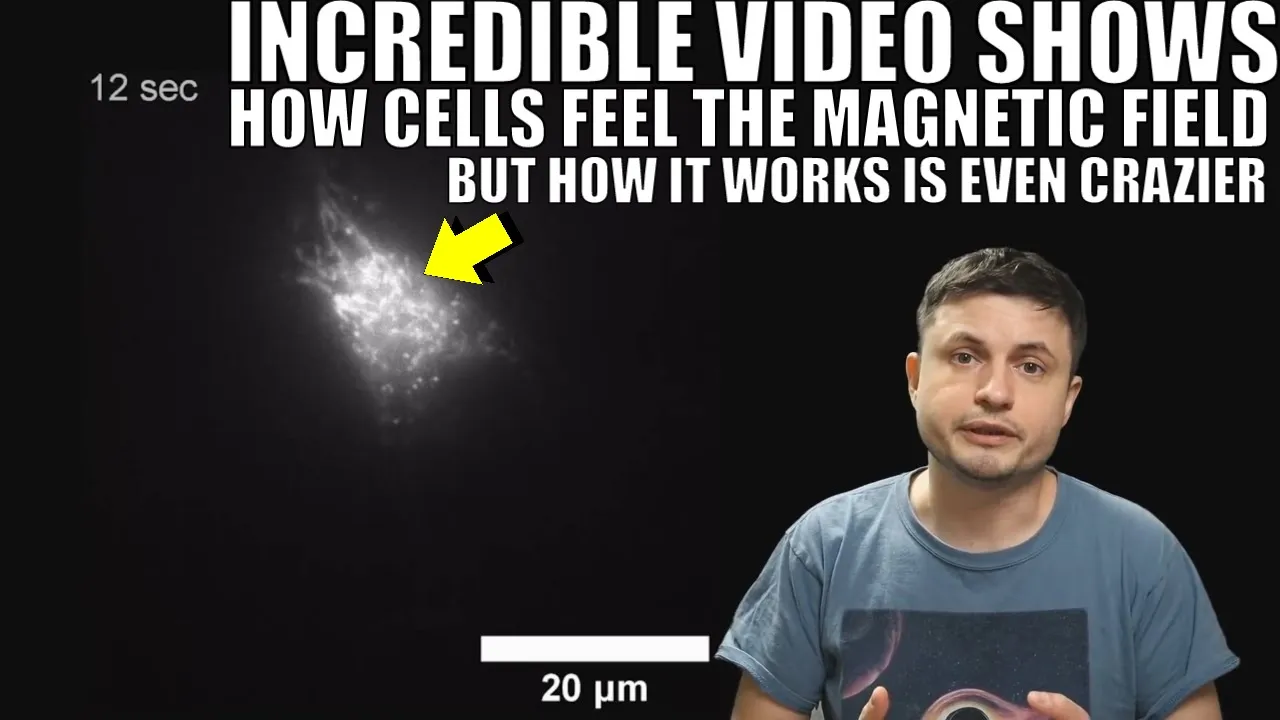 Magnetic Reception in Cells Filmed, Seems to be Quantum in Nature