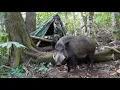 Download Lagu Go into the deep forest alone, wild boar tracks, traps, build shelter in the wilderness, survival