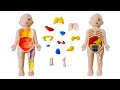 Human Body Organs Puzzle Adventure Learn Internal Organs Easily Heart Lungs Stomach More