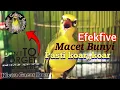 Download Lagu Maximalkan Pleci Malas bunyi agar WIKLUSAR BUKPAR NGALAS NGEROL PLONG