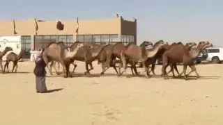 منقية علوش بن نحيان مزاين   نزاحات   ٢٠١٥ حمد الطويل دندنها