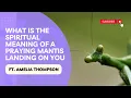 What Does it Mean When a Praying Mantis Lands on You You Won t Believe This