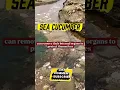 don't have any other assumptions? #shorts #unique #slippery #seacucumber
