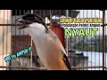 Download Lagu burung cendet gacor BONGKAR ISIAN JITU UNTUK PANCINGAN CENDET AGAR BUNYI jadikan BURUNG PENTET GACOR