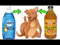 Flea control made easy Dawn Dish Soap and Vinegar hack