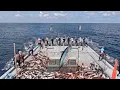 Epic Pole and Line Skipjack Tuna Fishing | Fast, Traditional \u0026 Sustainable