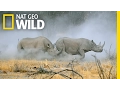 Download Lagu Witness a Rhino Rumble | Animal Fight Night