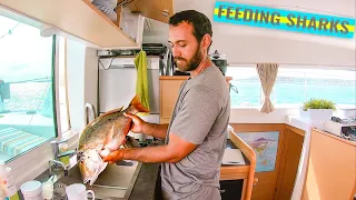 FEEDING SHARKS With a Giant Snapper | Off Grid Travel Vlog Ep. 32