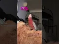 Download Lagu Mickey the galah says Baby boop. #talkingparrot #parrot #galah #talkinggalah