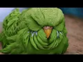 Download Lagu De 15 vreemdste vogels die je nog nooit hebt gezien!