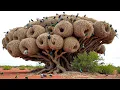 Download Lagu The most incredible bird nests that redefine natural architecture!