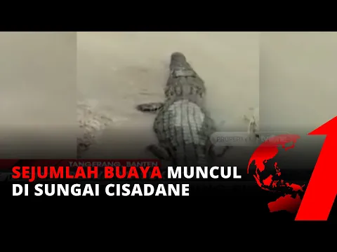 Viral! Warga Usir Buaya yang Berjemur di Sungai Cisadane | tvOne
