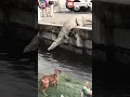 Download Lagu ANJING KAGET MELIHAT BUAYA BESAR DARI JEMBATAN NYEBUR  #animals #dogs #crocodile #shortvideo