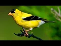 Download Lagu Burung kenari emas Amerika bernyanyi lagu