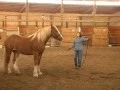 Download Lagu Teaching a Horse to Lunge for the First Time