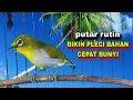 Download Lagu Wiksar‼️Pleci Ngeriwik Kasar Bikin Pleci Bahan Cepat Bunyi