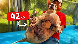 Saving a Severely Obese Rescue Dog Before It’s Too Late