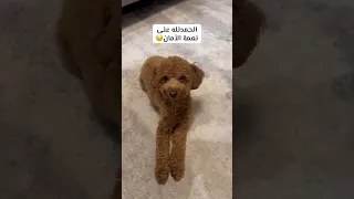 قوى الشكيمه Mahyandtarek Marriedcouple Husbandandwife Egyptiancouple 