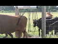 Cattle Curtain