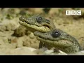 Download Lagu Sneaky croc camera captures incredible footage | Spy in the Wild - BBC
