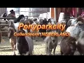 Download Lagu Ponyparkcity
