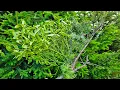 WOW Mistletoe growing on a conifer