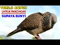 Download Lagu Tekukur Pikat Gacor Ampuh NOMOR 1 Untuk Pancingan Supaya Bunyi