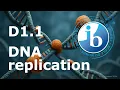 2025 IB Biology D1 1 DNA replication