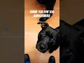 Download Lagu Thanks for 100 Subscribers!!! #dog #dogs #dogshorts #viral #viralvideo #viralshort #viralshorts