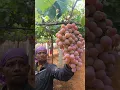 Download Lagu Globe grapes fruit Harvesting #grape #fruit #grapeplant #grapegarden #grapevine #growigrape #nature
