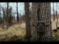 Introducing The Moultrie Mobile Base Cellular Trail Camera