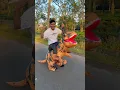 Party Dinosaur Inflatable under 5000