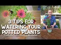 Download Lagu 💦 3 Tips for Watering Potted Plants #shorts | Container Gardening for Beginners 💦