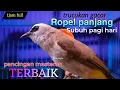 Download Lagu trucukan gacor ropel super panjang saat Subuh TERBAIK untuk pancingan sekaligus masteran