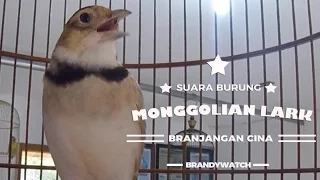 brandy watch gopro pakling mongolian lark aksi peniru suara burung belajar bunyi