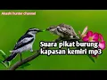Download Lagu Suara pikat burung kapasan Kemiri mp3