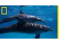 Here s What We Know About Dolphin Intelligence National Geographic