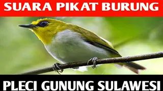 suara pikat burung pleci gunung sulawesi kacamata hitam