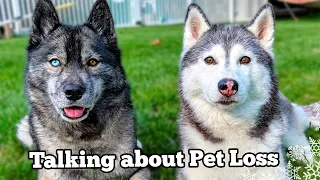 5 Steps To Help You Heal After Losing A Dog 🌈