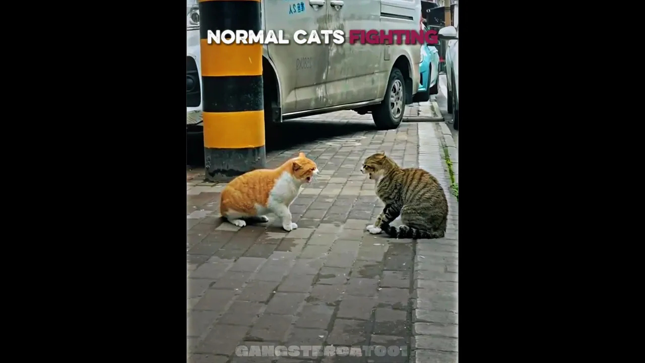 Normal Cats vs Kung-fu Cat