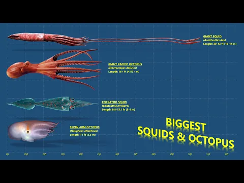 Download MP3 The 10 Biggest Cephalopods Ever Recorded (Squids \u0026 Octopuses)