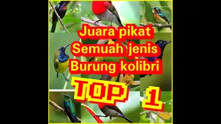 paling banyak dipake masteran top burcil kumpulan suara burcil