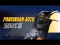 Lagu murai batu gacor AMPUH BUAT PANCINGAN MURAI BATU IKUT BUNYI III 100%  nyaut emosi