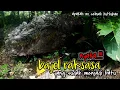 Download Lagu nyata!! buaya raksasa menjadi batu || penemuan langka di lereng gunung tunggorono jombang jawatimur