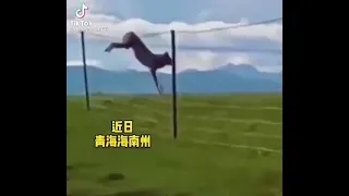 ضهور حيوان ويسمى الشيب 