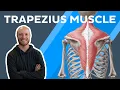 Trapezius muscle anatomy origins insertions innervation and functions Kenhub