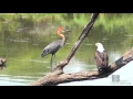 Download Lagu Goliath Heron vs African Fish Eagle