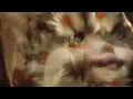 Pale Saints - She Rides The Waves